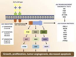 Image result for ALK Inhibitor