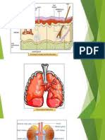 Removes excretory products such as urea from the body menyingkirkan bahan perkumuhan seperti urea daripada badan 2. Perkumuhan Tahun 4 Pdf