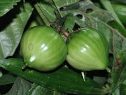 Image result for Massularia