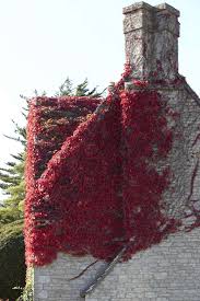 Maybe you would like to learn more about one of these? Gardening 101 Boston Ivy Gardenista