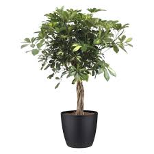 This dwarf variation, as the name suggests, is a small plant that. Indoor Plant Dwarf Umbrella Tree In Black Plant Pot As A Set Height 90 Cm Characteristic In Black Plant Pot Type 90 Cm Type 100 Cm