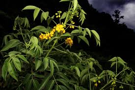 Image result for Senna septemtrionalis