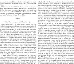 Image result for Bersama swynnertonii