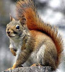 American Red Squirrel Woodland Small Frosty North American American Red Squirrel Fox Squirrel Red Squirrel