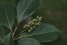 Image result for Bivinia jalbertii