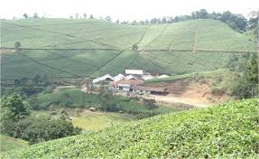 Adapun pengelolaan talaga loa ini dilakukan oleh pihak desa,. Perkebunan Teh Cula Mega Knpi Desa Cipasung Lemahsugih