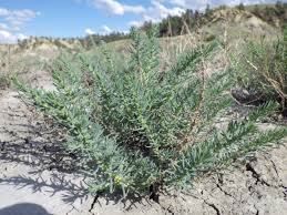 Image result for Suaeda articulata