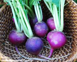 Image result for Englerophytum natalense