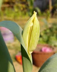 Snowdrops are some of the earliest flowering bulbs to emerge in spring, often when there is still snow on the. Tulip Buds Suddenly Dying Gardening Landscaping Stack Exchange