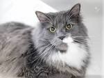 Domestic Longhair - PetGuide