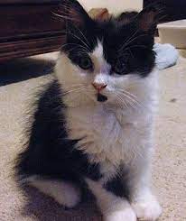 Black and white long hair kitten wrapped in a towel. Black And White Bicolor Long Haired Manx Male Kitten Persian Cat Cats And Kittens Cats