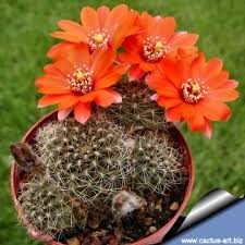 Image result for Caperonia fistulosa