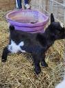 Registered Nigerian Dwarf Goats - farm & garden - by owner - sale ...