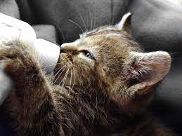 See full list on petmd.com How To Care For Orphaned Kittens