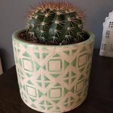 How to repot a cactus? Check Out This Big Beauty From Morrisons I Love The Patterned Pot You Can Never Have Enough Cacti Right Cactus Cacti Plant Decor House Plants Plant Life