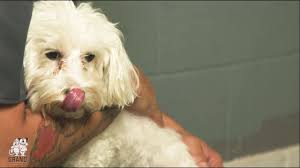 The healthy pets clinic will offer vaccinations, nail trims, flea/tick/heartworm preventives, deworming, and heartworm and combo testing. Grand Pet Care Center Veterinarian In Santa Ana Ca