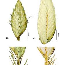 Image result for Ascolepis lineariglumis