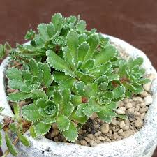 Image result for Galiniera saxifraga