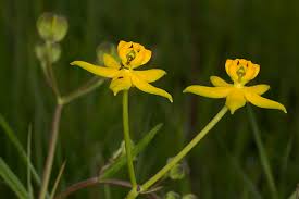 Image result for Stathmostelma