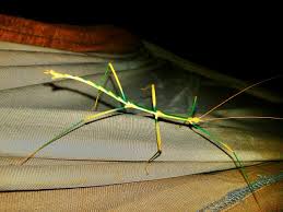 Image result for Dewevrella cochliostema