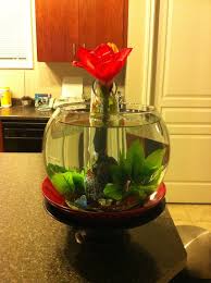 Stunning photography, aquariums, betta, fancy, fish, my favorite things, animals, tanked aquariums, animales. Betta Fish Decorating Ideas
