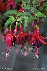 Breevis Karna Fuchsiafinder Fuchsia Flower Fuchsia Flowers