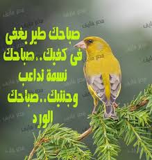صور صباح الخير Animals Good Morning Bird