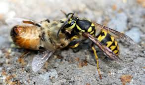 Wasp colonies die off during the winter months; Yellowjackets And Honey Robbing Bees Go Hand In Hand Honey Bee Suite