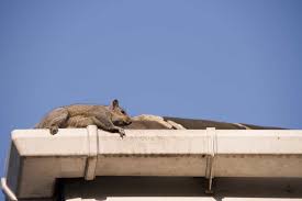 How can i get rid of squirrels. Squirrels In Your Attic How To Get Rid Of Squirrels Naturally Synergy