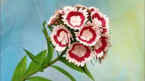 Abc Tv How To Make Sweet William Paper Flower Craft Tutorial Youtube Paper Flowers Paper Flower Crafts Flower Crafts