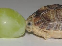 On his way, he met a horse and told him how he had got his antlers. Tortoises And Turtles Animals And English