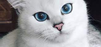  Gambar Kucing Warna Coby Kucing Bermata Biru Ini Menjadi Terkenal Kerana Kelihatan Gambar Gratis Hewan Potret Bulu Anak Kucin Menggambar Kucing Kucing Gambar