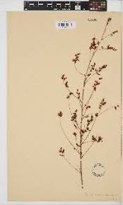 Image result for Aeschynomene mimosifolia