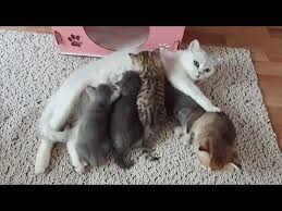 Satilik Kedi Petshop Scottish Fold British Shorthair Scottish Straight Safkan Cins Kedi Yetistiriciligi Lovetouch Cattery Cats And Kittens Scottish Fold Cats
