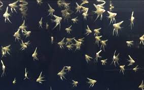 See you in another article post. How Long Do Angelfish Fry Take To Grow Pet Fish Online