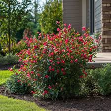Image result for Weigela