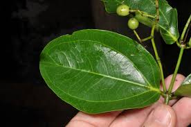 Image result for Loganiaceae