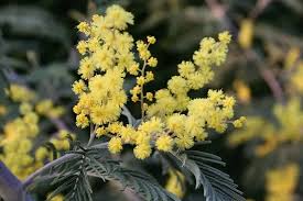 Image result for Acacia dealbata