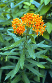 This species of milkweed does not spread by runners like common milkweed (asclepias syriaca) does, so it is not invasive. Butterfly Milkweed