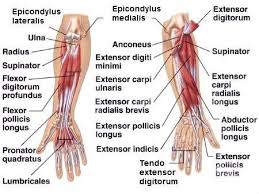 May 31, 2021 · by definition, the orbit (bony orbit or orbital cavity) is a skeletal cavity comprised of seven bones situated within the skull.the cavity surrounds and provides mechanical protection for the eye and soft tissue structures related to it. Muskuli Na Predmishnicata Musculi Antebrachii Anatomiya Forearm Muscles Muscle Anatomy Anatomy Bones