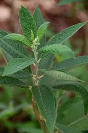 Image result for Vernonanthura polyanthes