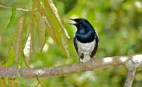 18 Ciri Kacer Petarung Prospek Lomba Dan Cara Melatihnya Burungnya Com