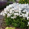 Most of our garden phloxes are perennial but one species, p. Https Encrypted Tbn0 Gstatic Com Images Q Tbn And9gcrieqp K23w4s7gt1ewblgejlq B W3xv6h81bwo Kt Nmlafbj Usqp Cau