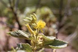 Image result for Corchorus schimperi