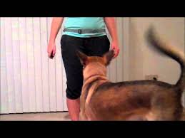 How to teach your dog to heel. Teach Your Dog To Heel In 5 Days Day 1 Youtube