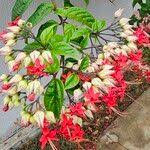 Image result for Clerodendrum umbellatum