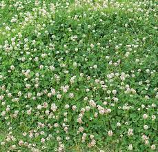 An elegant little plant, with a lacy basal rosette and little white flowers in clusters. Late Spring Lawn Weeds Growing And Flowering In May