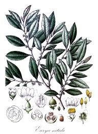 Image result for Pentaphylacaceae