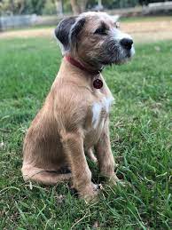 Rosa Is An Irish Wolfhound X Rhodesian Ridgeback But I Think I Know Which Gene Is More Dominant Irish Wolfhound Puppies Wolfhound Puppies Irish Wolfhound Dogs