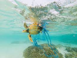 Dispose of litter such as string, plastic, fishing gear, etc., properly. Animals Stuck In Plastic Endangerement Plastic Soup Foundation